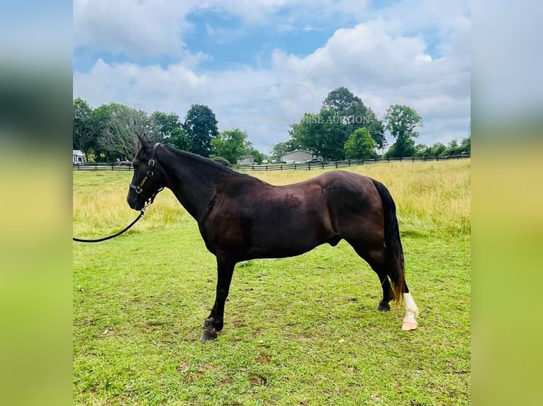 Tennessee walking horse Caballo castrado 4 años 152 cm Negro in Tompkinsville, KY
