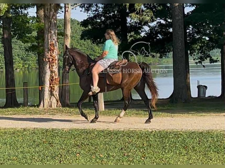 Tennessee walking horse Caballo castrado 4 años 152 cm Negro in Tompkinsville, KY