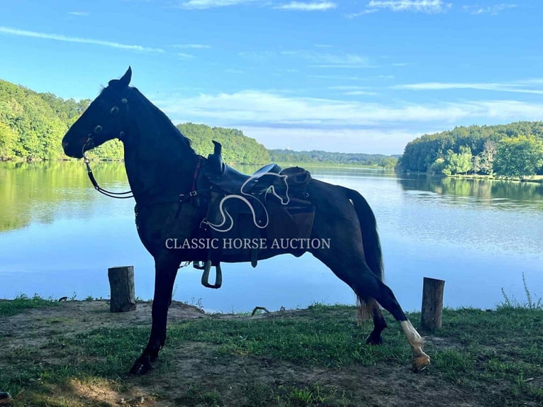 Tennessee walking horse Caballo castrado 4 años 152 cm Negro in Tompkinsville, KY