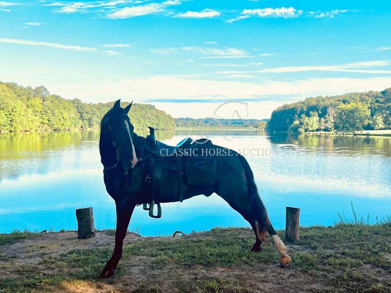 Tennessee walking horse Caballo castrado 4 años 152 cm Negro in Tompkinsville, KY