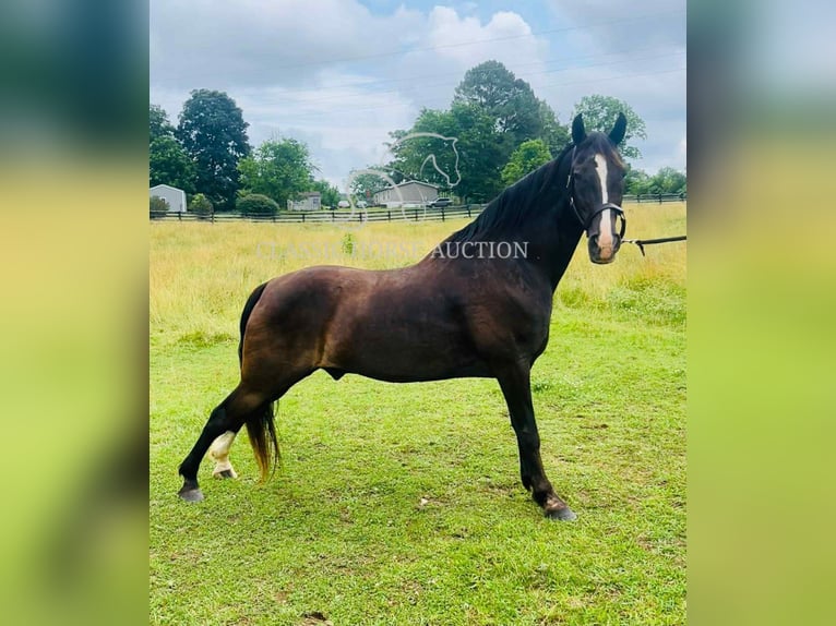 Tennessee walking horse Caballo castrado 4 años 152 cm Negro in Tompkinsville, KY