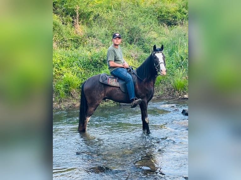 Tennessee walking horse Caballo castrado 4 años 152 cm Negro in Tyner, KY