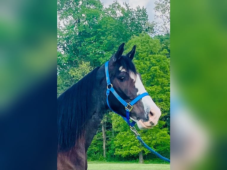 Tennessee walking horse Caballo castrado 4 años 152 cm Negro in Tyner, KY