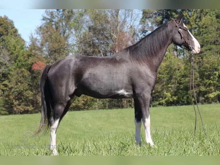 Tennessee walking horse Caballo castrado 4 años 152 cm Negro in Barbourville, KY