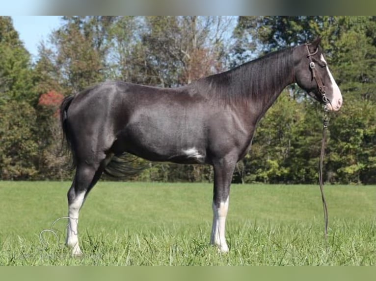 Tennessee walking horse Caballo castrado 4 años 152 cm Negro in Barbourville, KY