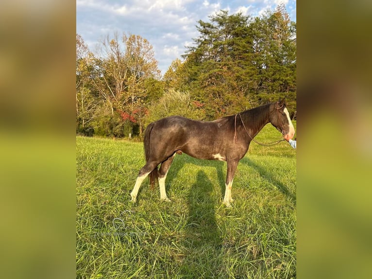 Tennessee walking horse Caballo castrado 4 años 152 cm Negro in Barbourville, KY