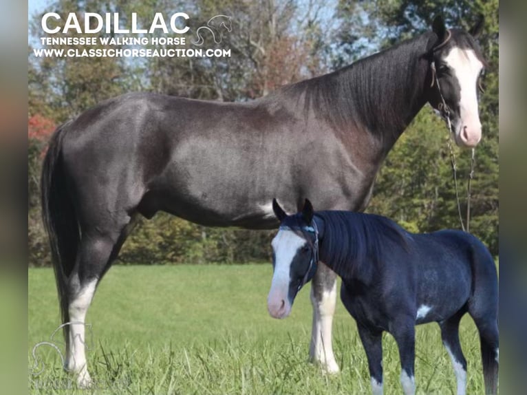 Tennessee walking horse Caballo castrado 4 años 152 cm Negro in Barbourville, KY