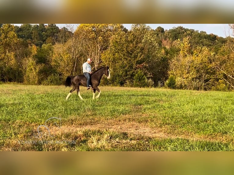 Tennessee walking horse Caballo castrado 4 años 152 cm Negro in Barbourville, KY