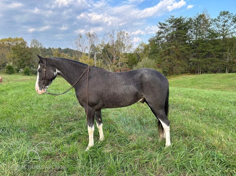 Tennessee walking horse Caballo castrado 4 años 152 cm Negro in Barbourville, KY