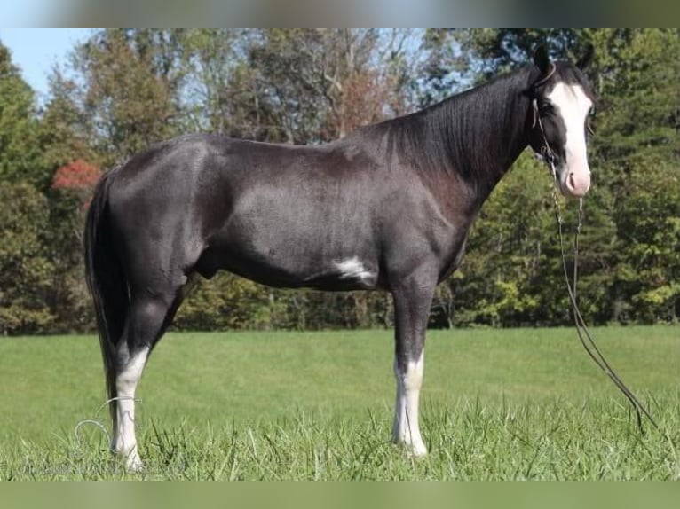 Tennessee walking horse Caballo castrado 4 años 152 cm Negro in Barbourville, KY