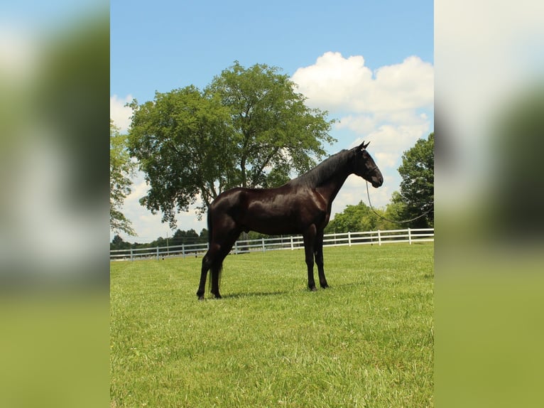 Tennessee walking horse Caballo castrado 4 años 152 cm Negro in Lewisburg, TN