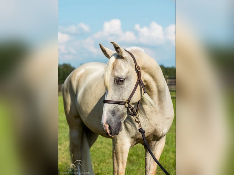 Tennessee walking horse Caballo castrado 4 años 152 cm Palomino in Thomasville