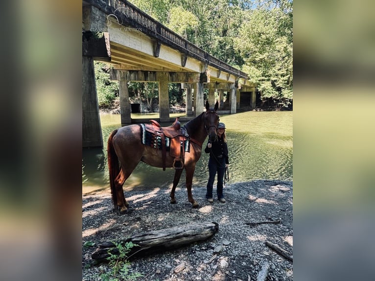 Tennessee walking horse Caballo castrado 4 años 152 cm Red Dun/Cervuno in COLUMBIA, KY