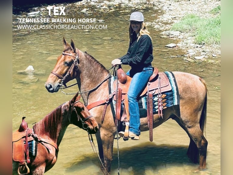 Tennessee walking horse Caballo castrado 4 años 152 cm Red Dun/Cervuno in COLUMBIA, KY