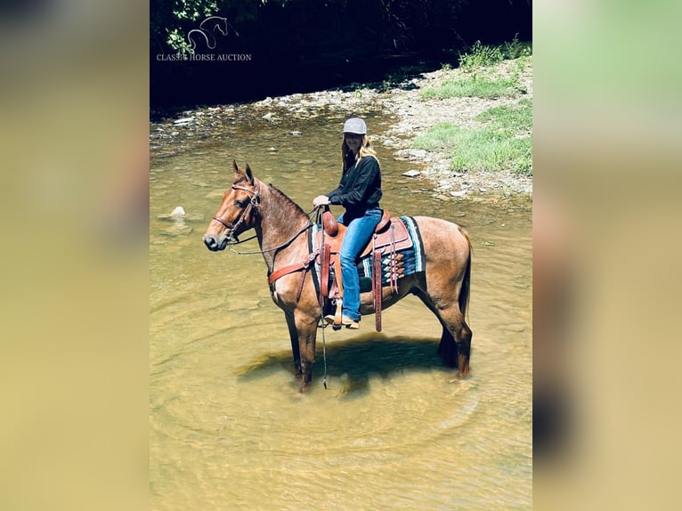 Tennessee walking horse Caballo castrado 4 años 152 cm Red Dun/Cervuno in COLUMBIA, KY