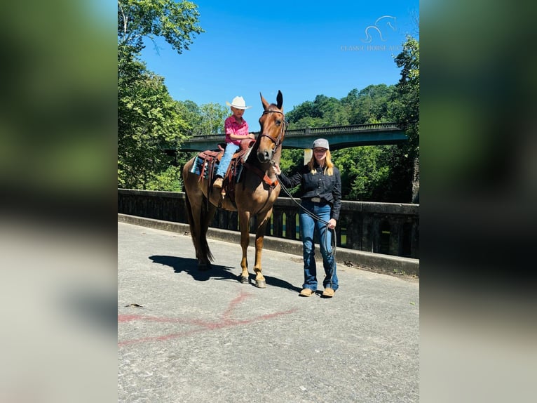 Tennessee walking horse Caballo castrado 4 años 152 cm Ruano alazán in Breeding, KY