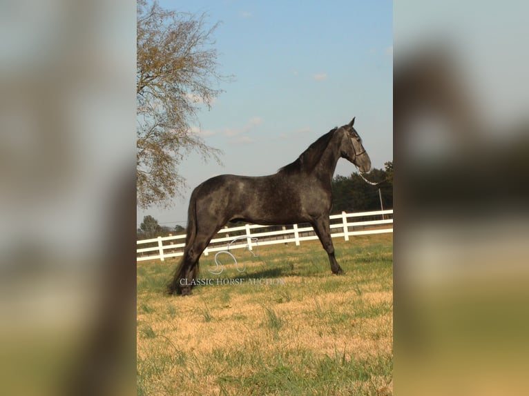 Tennessee walking horse Caballo castrado 4 años 152 cm Ruano azulado in Lewisburg