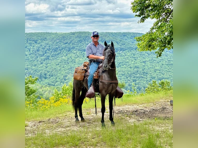 Tennessee walking horse Caballo castrado 4 años 152 cm Ruano azulado in Lewisburg