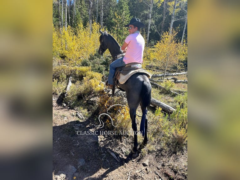 Tennessee walking horse Caballo castrado 4 años 152 cm Ruano azulado in Lewisburg