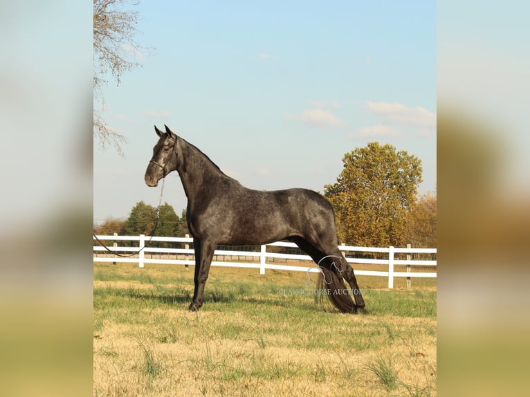 Tennessee walking horse Caballo castrado 4 años 152 cm Ruano azulado in Lewisburg