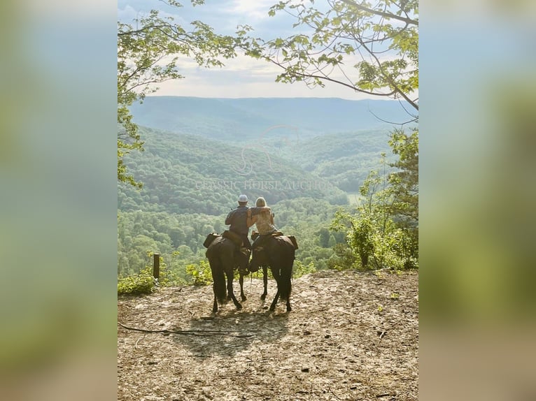 Tennessee walking horse Caballo castrado 4 años 152 cm Ruano azulado in Lewisburg