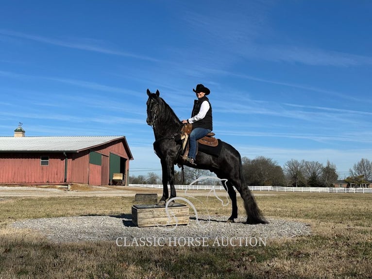 Tennessee walking horse Caballo castrado 4 años 152 cm Ruano azulado in Lewisburg