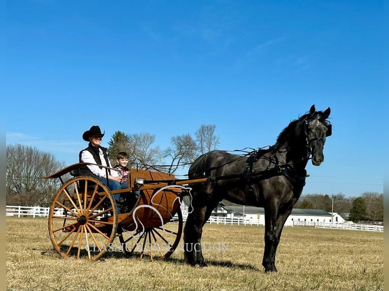 Tennessee walking horse Caballo castrado 4 años 152 cm Ruano azulado in Lewisburg