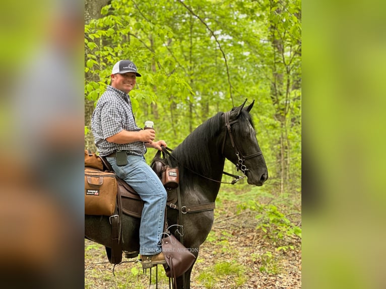 Tennessee walking horse Caballo castrado 4 años 152 cm Ruano azulado in Lewisburg