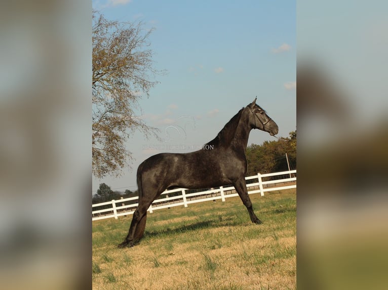 Tennessee walking horse Caballo castrado 4 años 152 cm Ruano azulado in Lewisburg