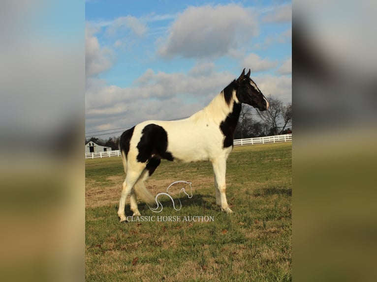 Tennessee walking horse Caballo castrado 4 años 152 cm Tobiano-todas las-capas in Lewisburg, TN