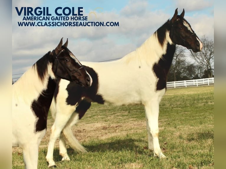 Tennessee walking horse Caballo castrado 4 años 152 cm Tobiano-todas las-capas in Lewisburg, TN