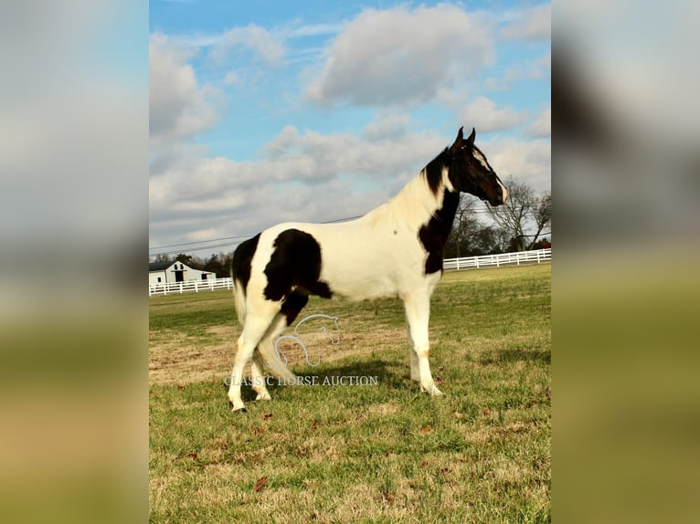 Tennessee walking horse Caballo castrado 4 años 152 cm Tobiano-todas las-capas in Lewisburg, TN