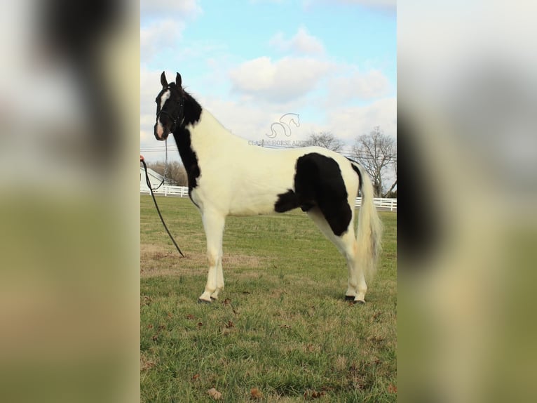 Tennessee walking horse Caballo castrado 4 años 152 cm Tobiano-todas las-capas in Lewisburg, TN