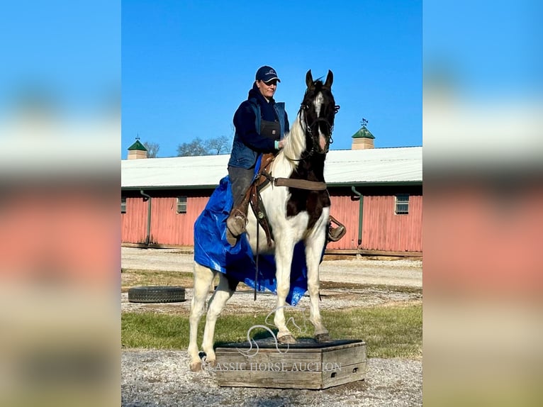 Tennessee walking horse Caballo castrado 4 años 152 cm Tobiano-todas las-capas in Lewisburg, TN