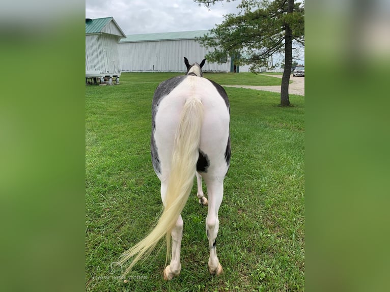 Tennessee walking horse Caballo castrado 4 años 152 cm Tobiano-todas las-capas in Blaine, KY