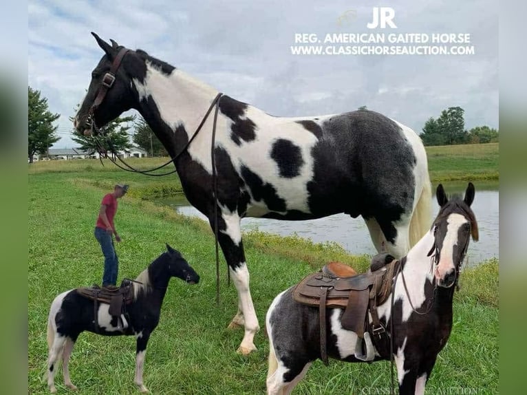 Tennessee walking horse Caballo castrado 4 años 152 cm Tobiano-todas las-capas in Blaine, KY