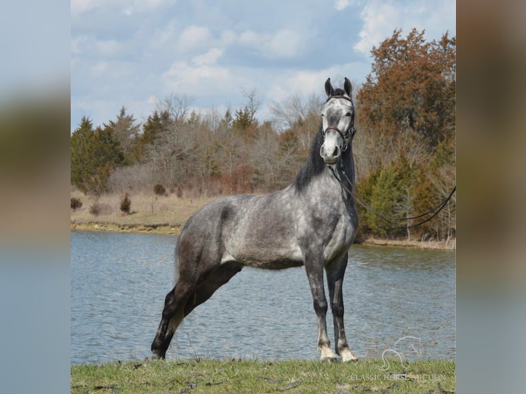 Tennessee walking horse Caballo castrado 4 años 152 cm Tordo in Hustonville, KY