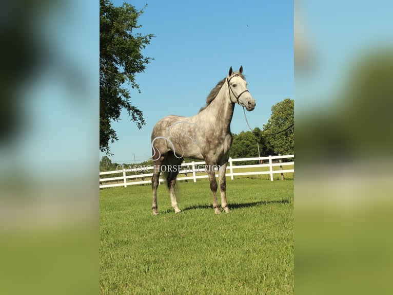 Tennessee walking horse Caballo castrado 4 años 152 cm Tordo in Lewisburg, TN