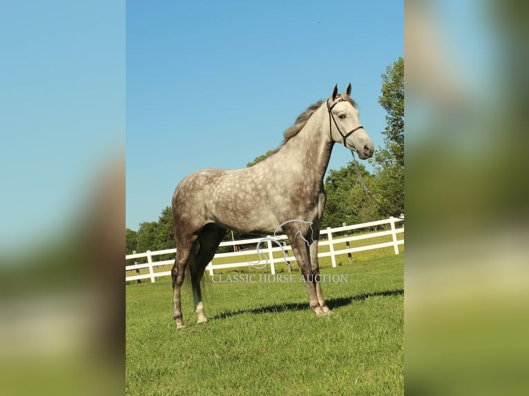 Tennessee walking horse Caballo castrado 4 años 152 cm Tordo in Lewisburg, TN