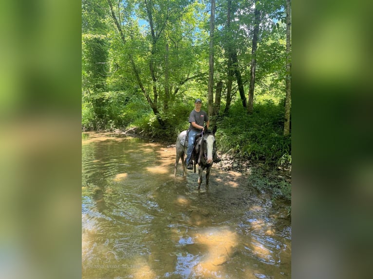 Tennessee walking horse Caballo castrado 4 años 152 cm Tordo in Sneedville, TN