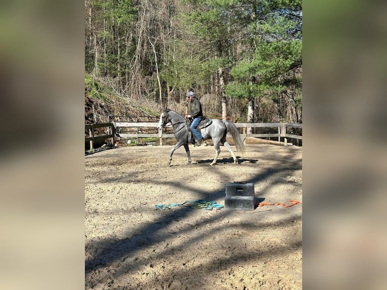 Tennessee walking horse Caballo castrado 4 años 152 cm Tordo in Sneedville, TN