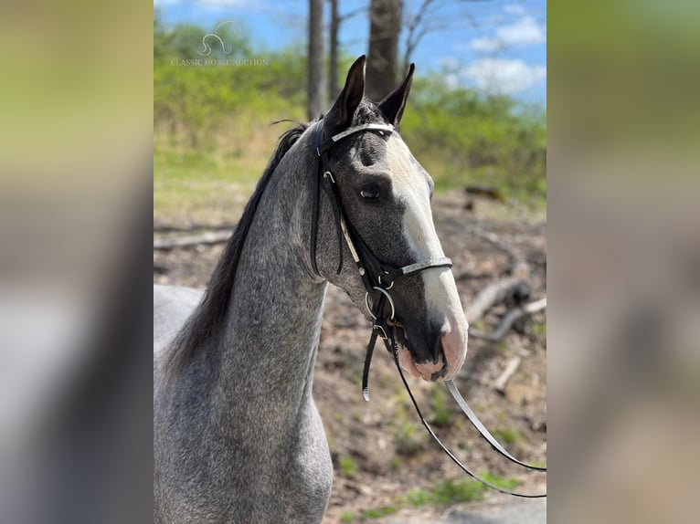 Tennessee walking horse Caballo castrado 4 años 152 cm Tordo in Sneedville, TN