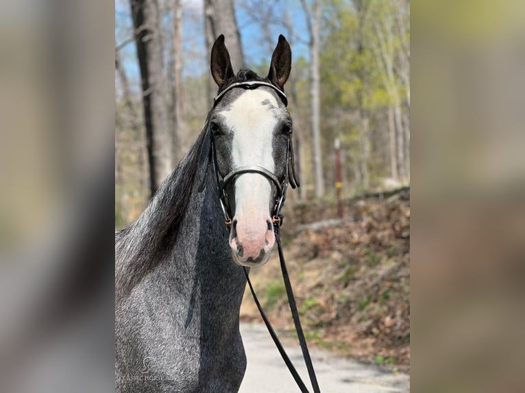 Tennessee walking horse Caballo castrado 4 años 152 cm Tordo in Sneedville, TN