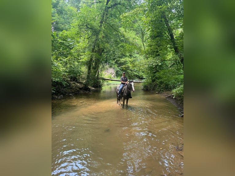 Tennessee walking horse Caballo castrado 4 años 152 cm Tordo in Sneedville, TN