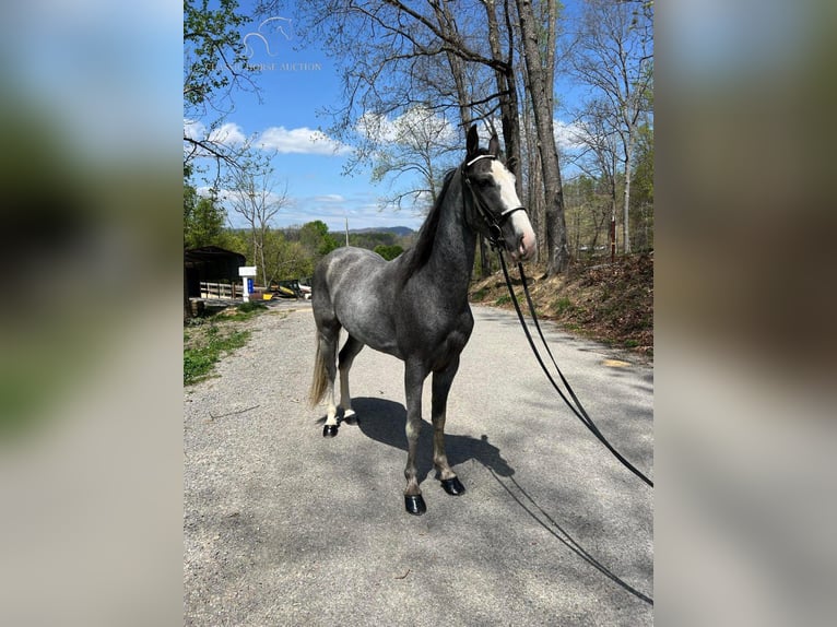 Tennessee walking horse Caballo castrado 4 años 152 cm Tordo in Sneedville, TN