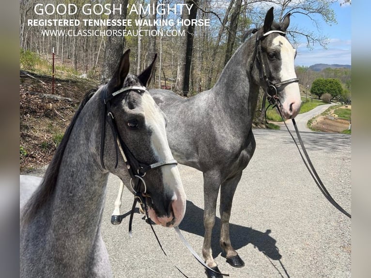 Tennessee walking horse Caballo castrado 4 años 152 cm Tordo in Sneedville, TN