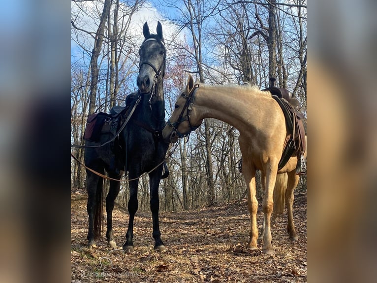 Tennessee walking horse Caballo castrado 4 años 152 cm Tordo in Albany, KY