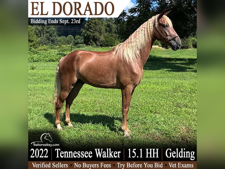 Tennessee walking horse Caballo castrado 4 años 155 cm Alazán-tostado in Bowling Green, KY