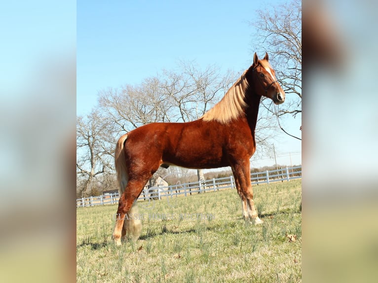 Tennessee walking horse Caballo castrado 4 años 163 cm Alazán rojizo in Shelbyville, TN