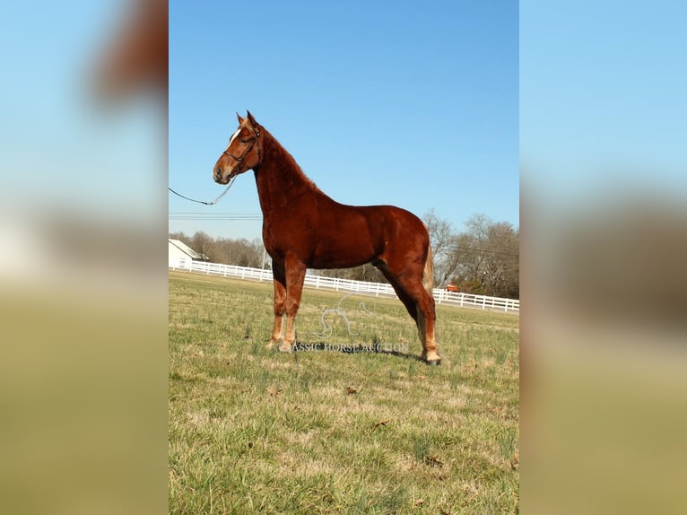 Tennessee walking horse Caballo castrado 4 años 163 cm Alazán rojizo in Shelbyville, TN